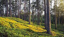 Consumer Goods Forum Unveils Industry Coalition To Tackle Deforestation