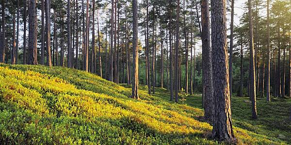 US Paper Industry Asks Trump To Seek Lighter EU Deforestation Rules