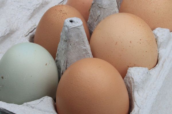 Lidl Portugal Ceases Egg Sales From Caged Hens