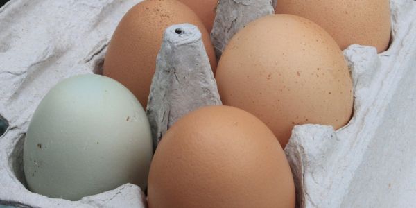 Dutch Retailer To Only Sell Sustainably Produced Eggs