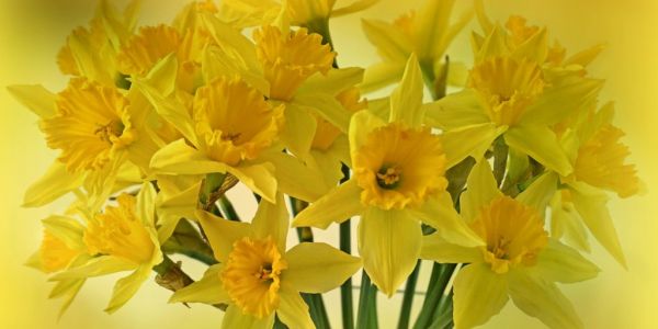 Greenyard Sells UK Flower Business To Yellow Holdings