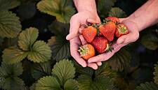 Warmer Spring Temperatures Lead To Boost In Waitrose Fresh Sales