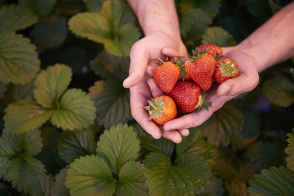 Warmer Spring Temperatures Lead To Boost In Waitrose Fresh Sales