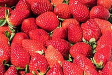 Brexit Seen Boosting Strawberry Prices If Farms Lose Workers