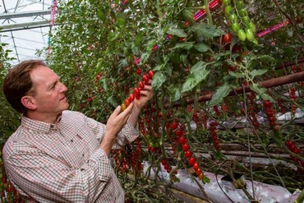 Asda Introduces LED Technology To Improve UK Tomato Production