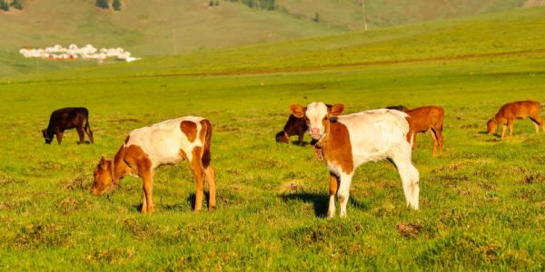 Coop Italia To Introduce Veal From Antibiotic-Free Cattle