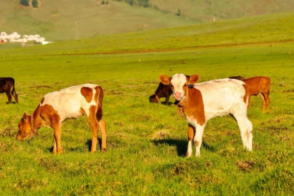 Coop Italia To Introduce Veal From Antibiotic-Free Cattle