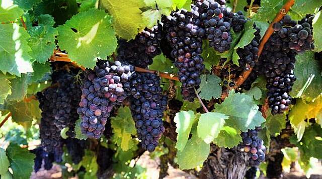 Poland's Biedronka Introduces Portuguese Wine Varieties