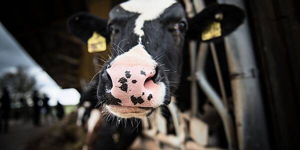 Israelis Plan Surrogate Cow Farm To Help Boost India's Milk Output