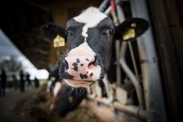 Israelis Plan Surrogate Cow Farm To Help Boost India's Milk Output