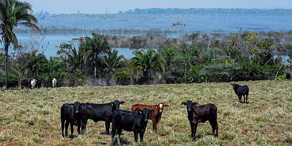 Ahold Delhaize, Carrefour, Nestlé Aim To End Deforestation In Brazil