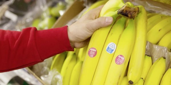 Germany's Rewe Donates €600,000 To Banana Cultivation Areas