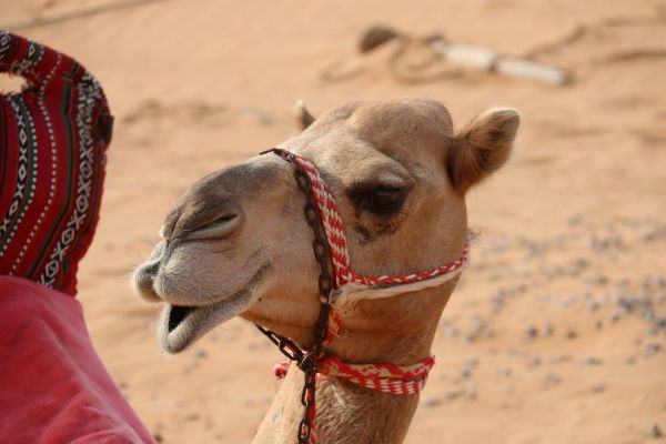 Asda Introduces 'Camelicious' Camel Milk To Its Range