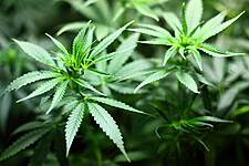 BAT To Pick Up Stake In Canada-Based Pot Producer Organigram