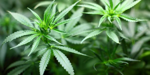 Constellation Brands Exercises Canopy Growth Warrants