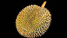 Sales Of Durian Fruit Skyrocketing In China