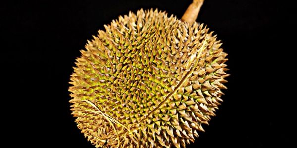 Sales Of Durian Fruit Skyrocketing In China