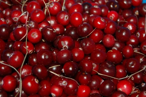 Cranberry Overload Spurs U.S. Producers To Dump Extra Supply