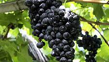 Happy Drink In Sad Times: Champagne-Makers Gather Pandemic Harvest