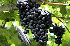 Happy Drink In Sad Times: Champagne-Makers Gather Pandemic Harvest