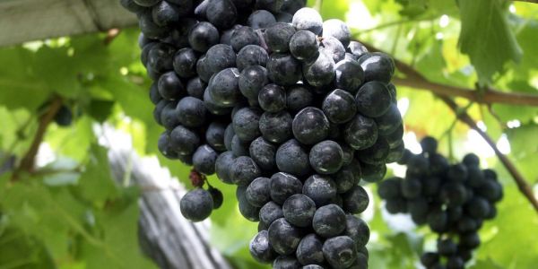 European Commission Allocates €15m For Portuguese Wine Sector