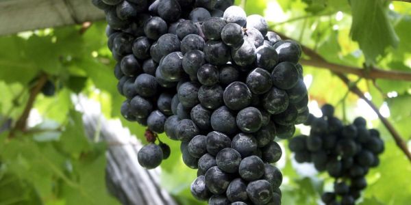 Italy The Only Top Wine Producer To See Growth In 2021