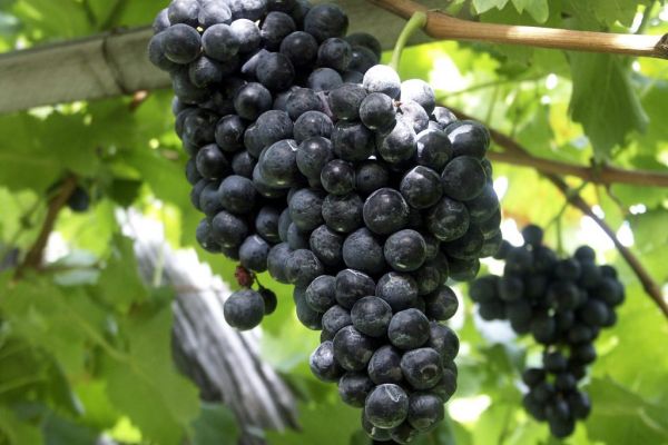 Demand For Italian Wine Grows By 46% In Russia