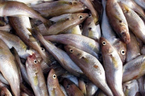 Fish Consumption In Italy Sees Growth In 2017