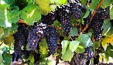Portugal The Only EU Country To See Increase in Wine Production This Year