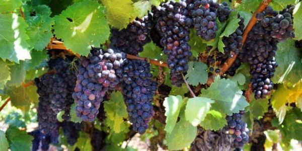 Santé! French Wine Output Set For Rebound As Harvest Races Ahead