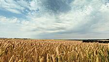 New Technologies To Help Agribusinesses Fuel Rising Food Demand: Moody's