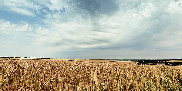 New Technologies To Help Agribusinesses Fuel Rising Food Demand: Moody's