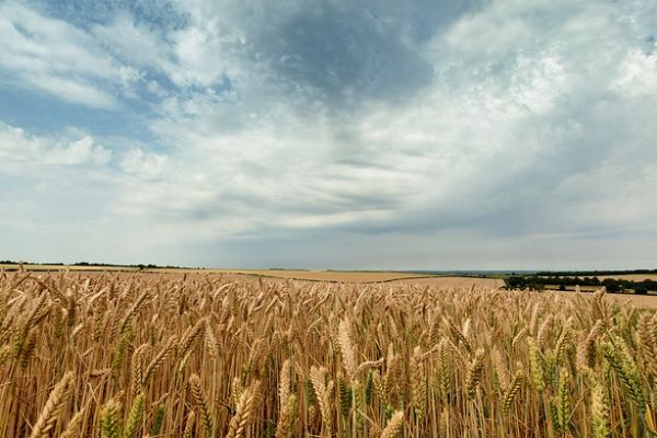 New Technologies To Help Agribusinesses Fuel Rising Food Demand: Moody's