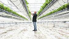 Driscoll's Grows Superior Strawberries With Glasshouse Harvest