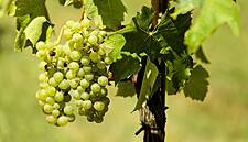 Readying For Brexit? English Wine Records Biggest-Ever Year: Analysis