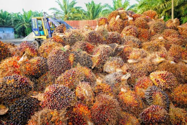 India's July Palm Oil Imports May Surge To 10-Month High As Prices Plunge