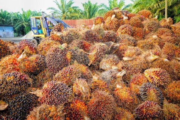 Palm Oil Demand Boosted As Rival Oil Prices Jump On Supply Woes