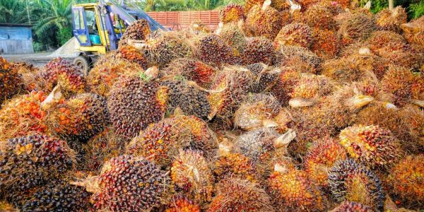 Indonesia Set To Resume Palm Oil Exports But Policy Uncertainty Persists