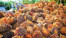Palm Oil Prices To Keep Rising In First Half Of 2021 On Tight Supply: Asian Producers