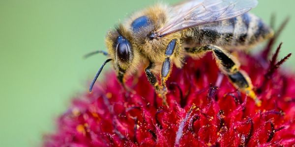 EU To Fully Ban Neonicotinoid Insecticides To Protect Bees