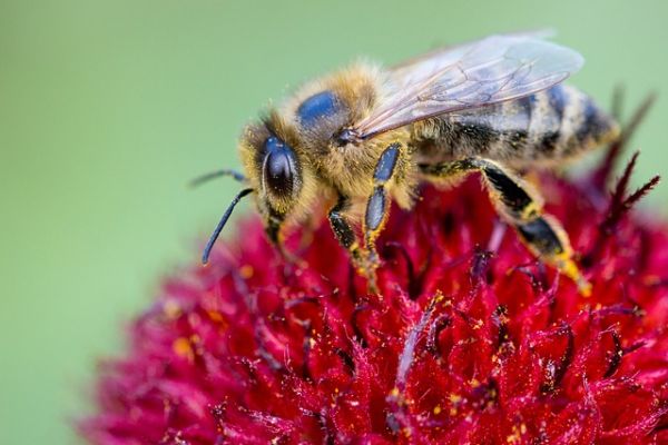 EU To Fully Ban Neonicotinoid Insecticides To Protect Bees