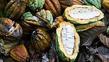 Ivory Coast Cocoa Farmers Bullish About Growing Conditions Ahead Of Main Crop