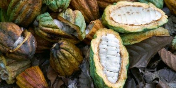 Arid Conditions In Ivory Coast Endanger Cocoa Mid-Crop: Farmers