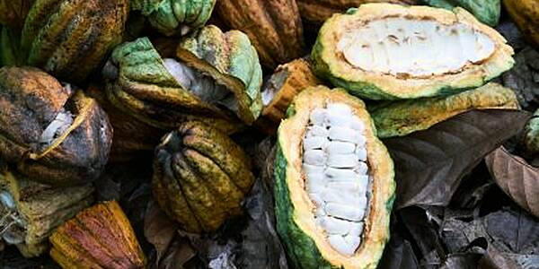 Ivory Coast Sells 2021/2022 Cocoa Contracts At 'Country Discount'