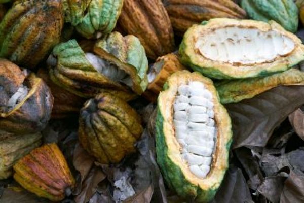 Arid Conditions In Ivory Coast Endanger Cocoa Mid-Crop: Farmers