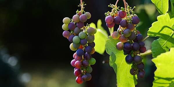 Grape Expectations As France Forecasts More Wine To Flow In 2020