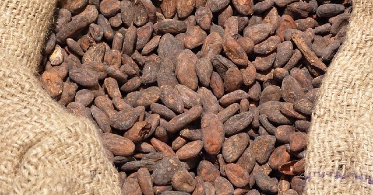 Main 202223 Cocoa Crop In Ivory Coast Seen At Around 165 Million Tonnes Esm Magazine 2696