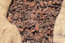 Ivory Coast Cocoa Farmers Concerned About Mid-Crop Amid Dry Spell