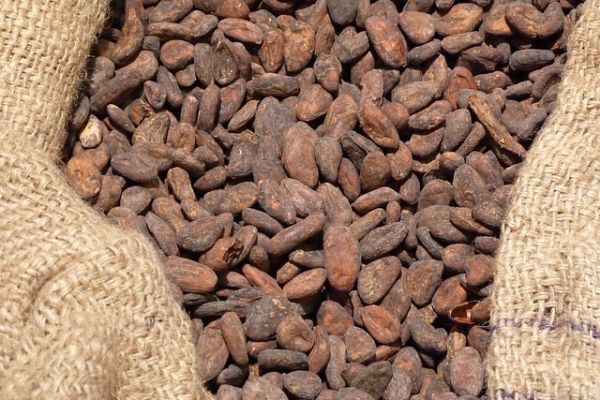 Ivory Coast Bank Woes Threaten To Slow Early Cocoa Purchases