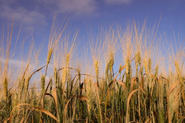 Record Heat Has Not Yet Damaged Grain Crop In Ukraine: Forecaster